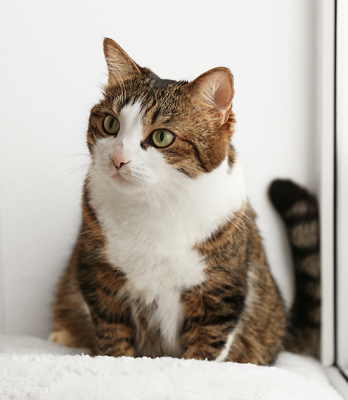 cómo entender a mi gato